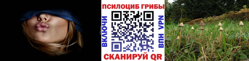 Псилоцибиновые грибы Psilocybine cubensis  Карасук 